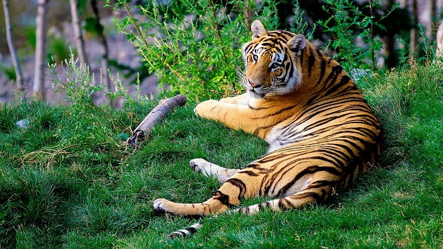 Tigger, the Bengal Tiger