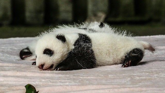 Wei Wei the Baby Panda